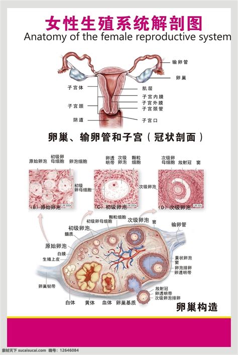 女人的生殖器|女性生殖系统解剖图（建议收藏）